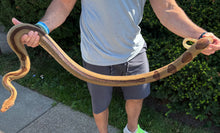 Load image into Gallery viewer, Adult Hypo Striped Red-Tailed Boa Constrictor (Female)