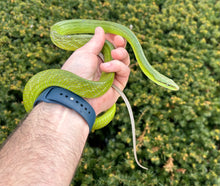 Load image into Gallery viewer, Sub-Adult Malaysian Red Tailed Green Ratsnake (Female)