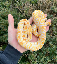 Load image into Gallery viewer, Baby Albino Burmese Python 100% het Green Patternless (Female)