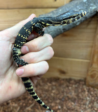 Load image into Gallery viewer, Baby Asian Water Monitor 100% het Black Dragon (4)