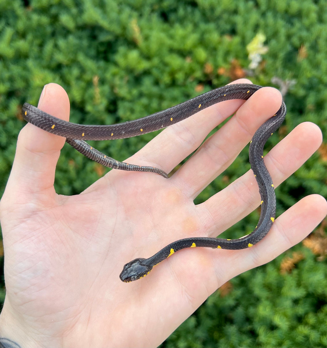 Baby Malaysian Mangrove Snake (Male 1)