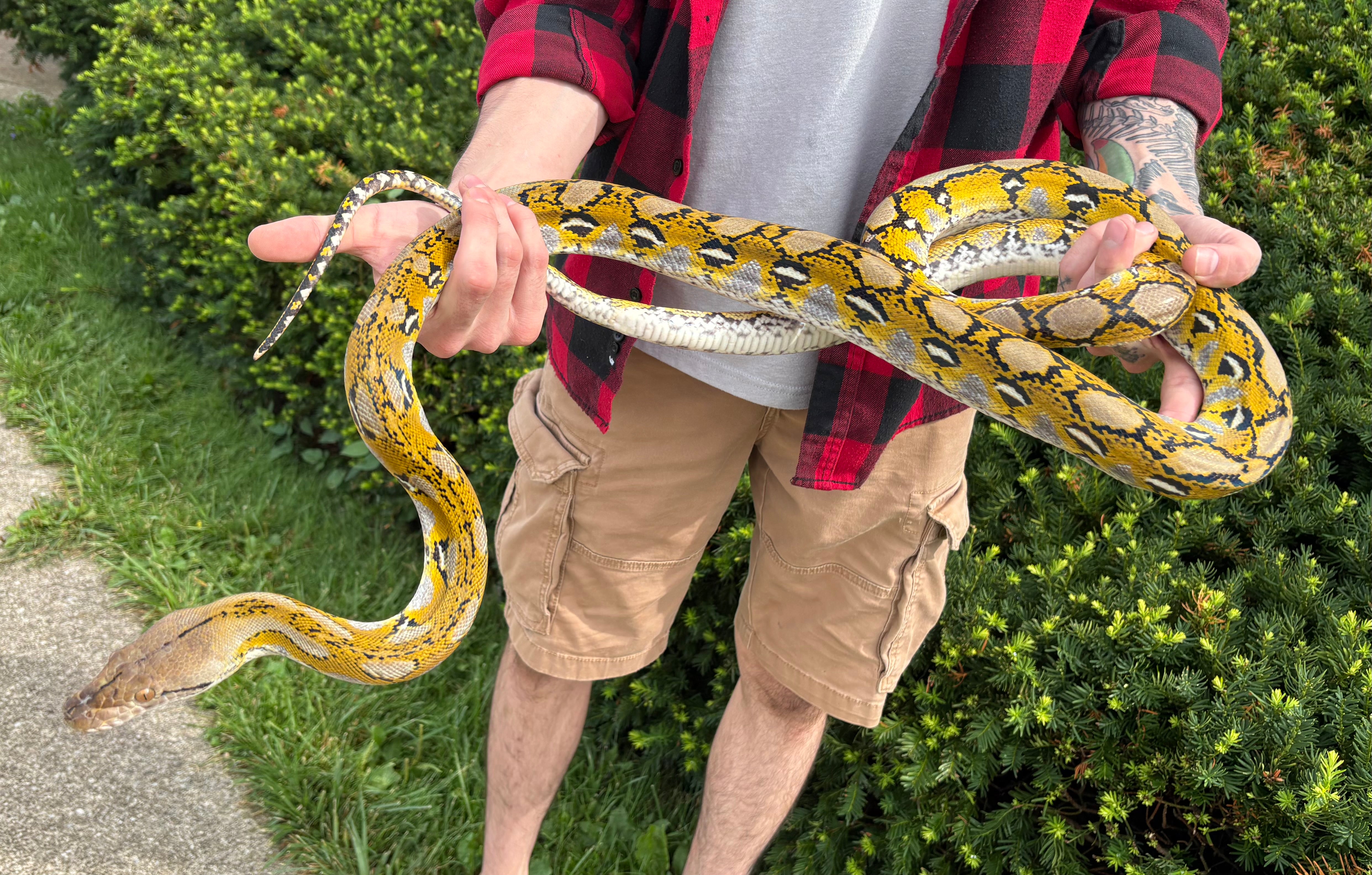 Sub-Adult Platinum Reticulated Python (Female) – Scales and Tails