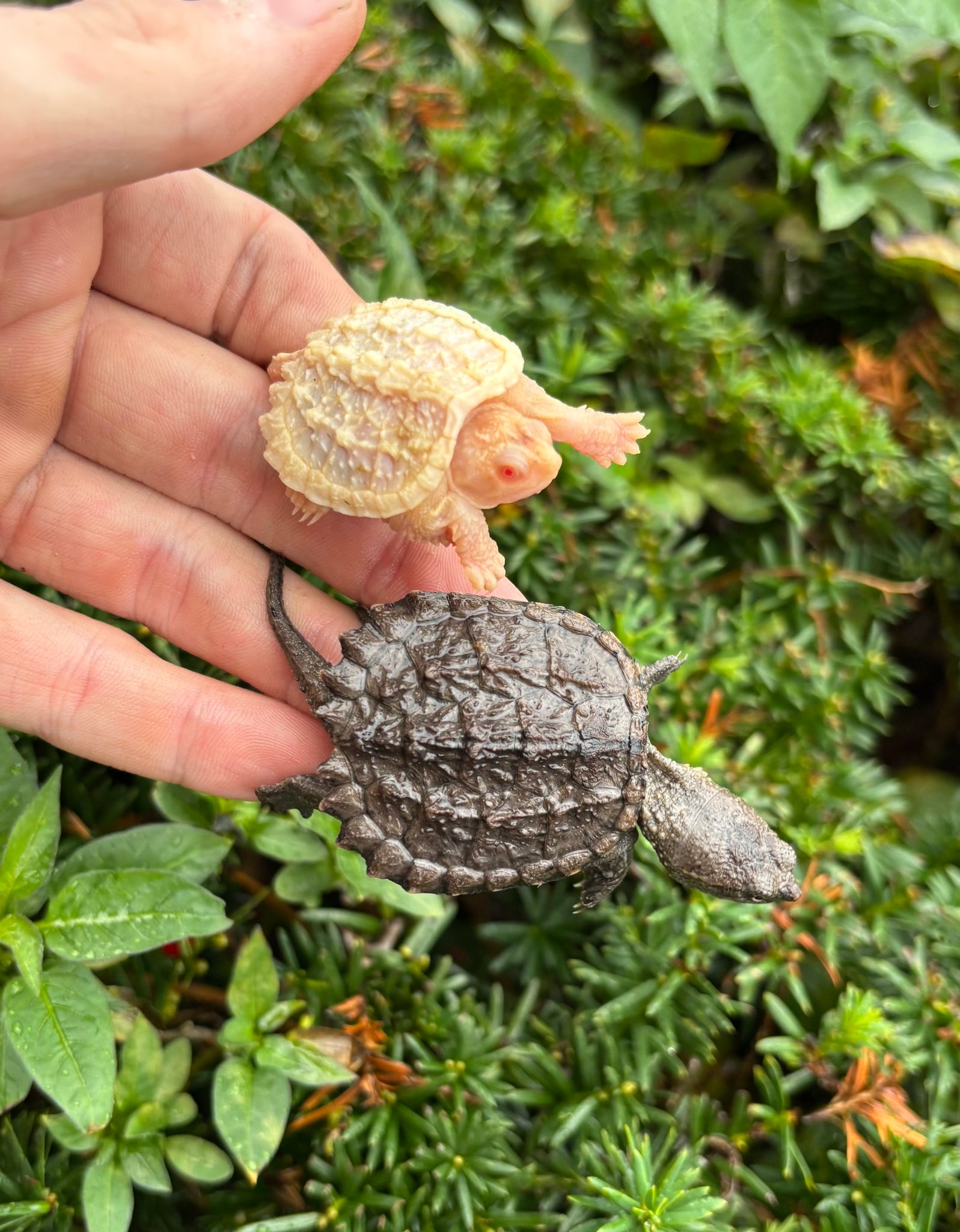 Load Turtles Baby Albino Snapping Turtle – Scales and Tails of Ohio
