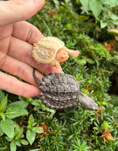 Load image into Gallery viewer, Baby Albino Snapping Turtle