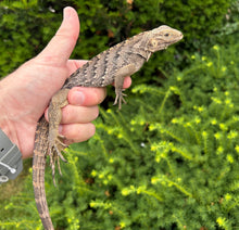 Load image into Gallery viewer, Baby Lewisi Rock Iguana (2)