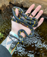 Load image into Gallery viewer, Juvenile Malaysian Mangrove Snake (Female)