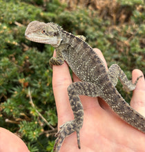 Load image into Gallery viewer, Sub-Adult Australian Water Dragon