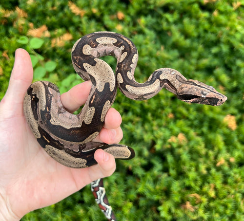Juvenile ‘Aberrant Striped’ Guyana Boa (Male)