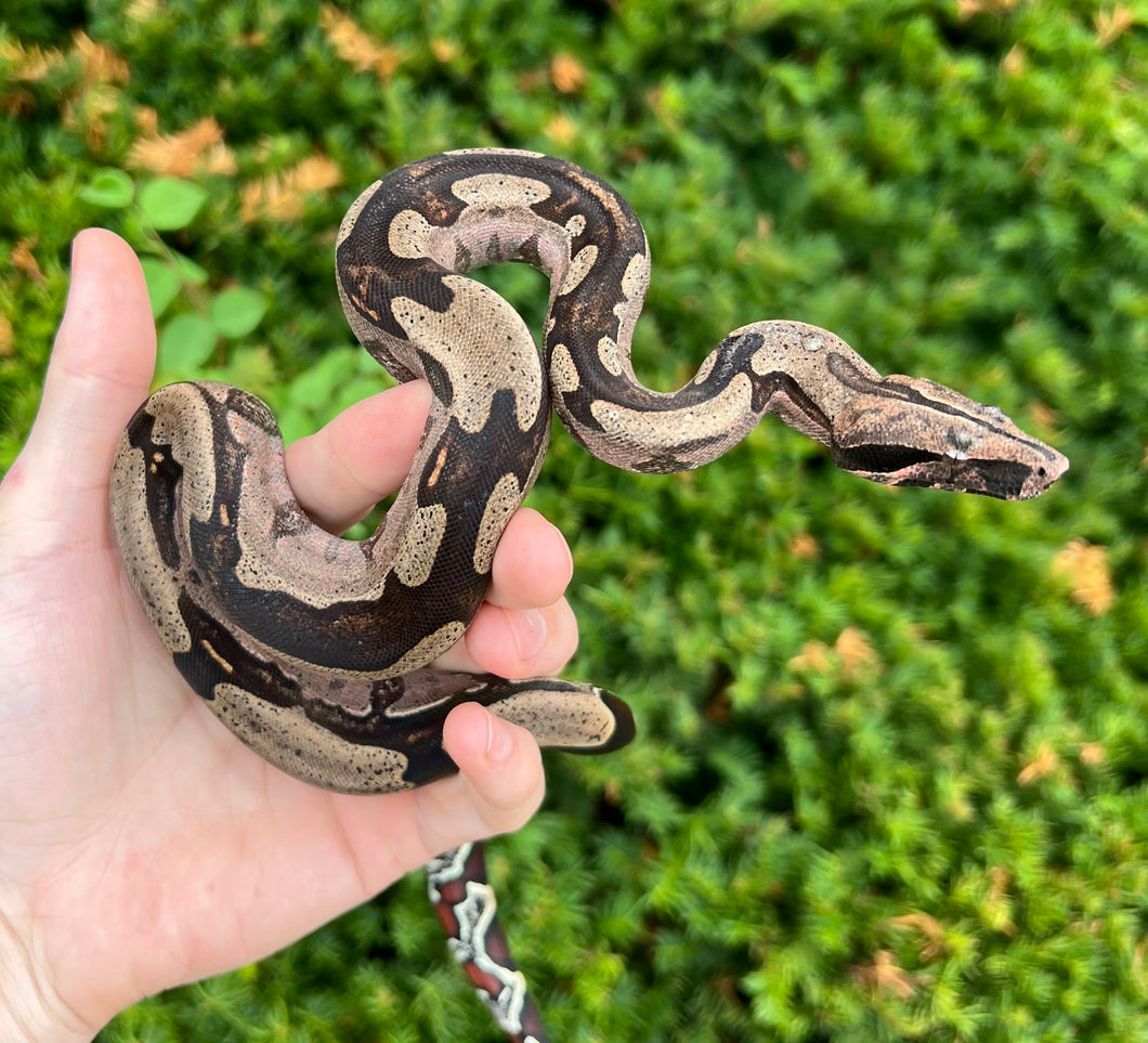 Juvenile ‘Aberrant Striped’ Guyana Boa (Male)