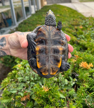 Load image into Gallery viewer, Adult Diamonback Terrapin (Male)