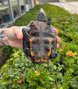 Adult Diamonback Terrapin (Male)
