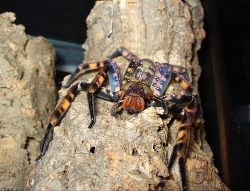 Purple Huntsman Spider