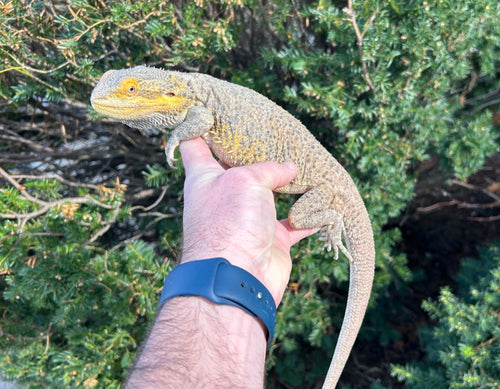 Adult Bearded Dragon (Female)