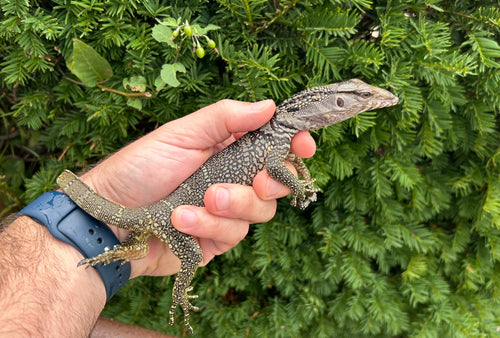 Small Black Roughneck Monitor (1)