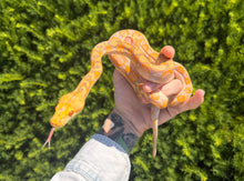 Load image into Gallery viewer, Baby Jaguar Lavender Albino Reticulated Python (Female)