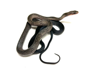 Adult Black Copper Ratsnake (Male)