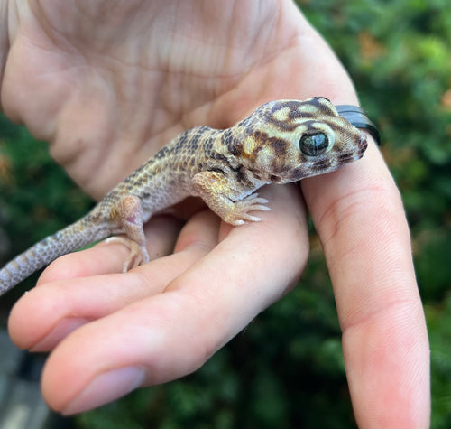 Adult Frog-Eyed Gecko