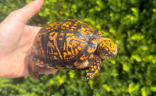 Load image into Gallery viewer, Adult ‘High-Orange’ Eastern Box Turtle (Male)
