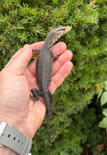 Load image into Gallery viewer, Baby Sulawesi Water Monitor (4)