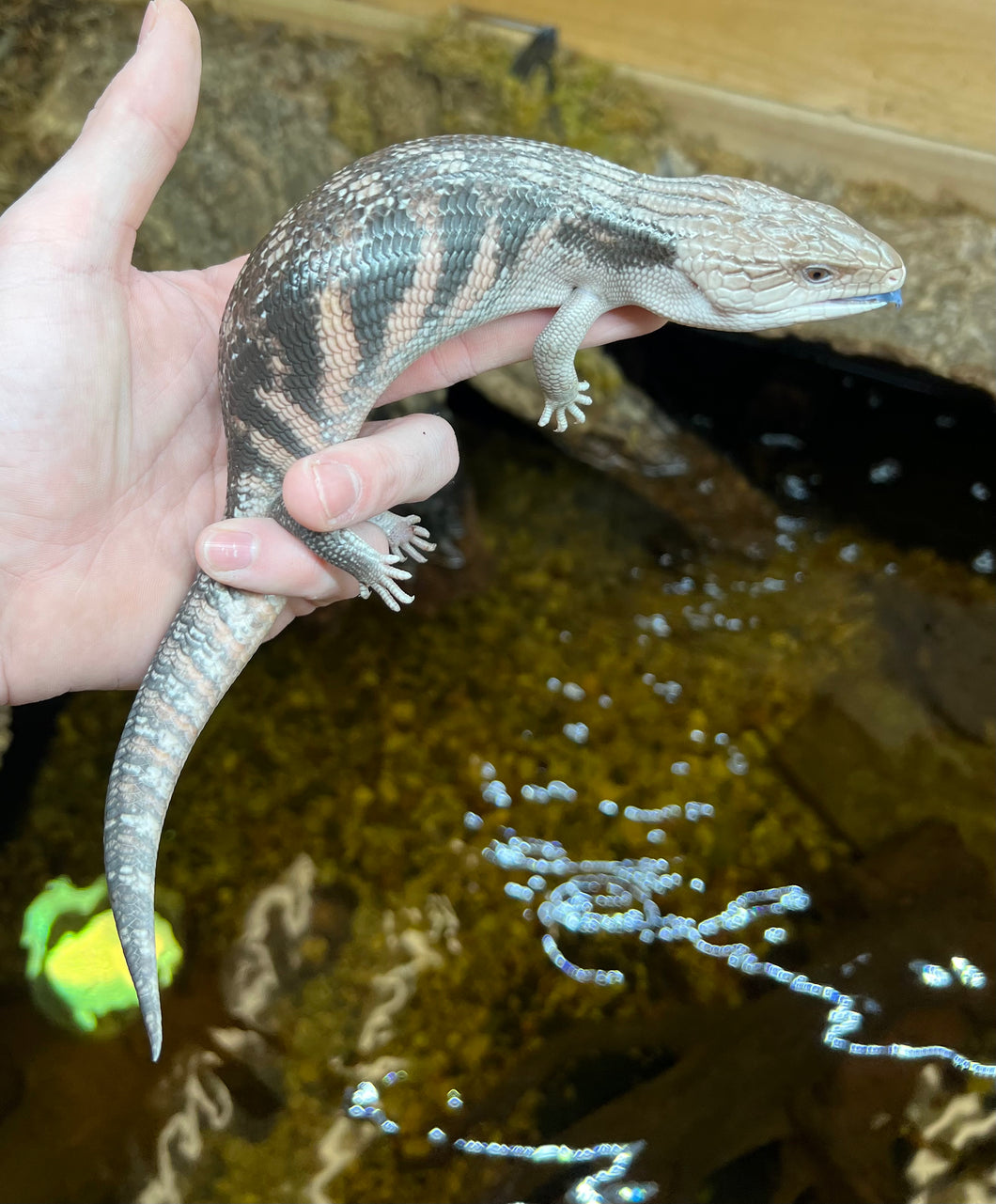 Sub-Adult Northern Blue Tongue Skink (2)
