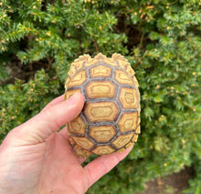 Load image into Gallery viewer, 4”-5” Sulcata Tortoise (4)