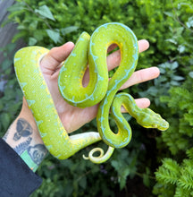 Load image into Gallery viewer, Adult ‘Exceptional’ Jayapura Green Tree Python (Female)
