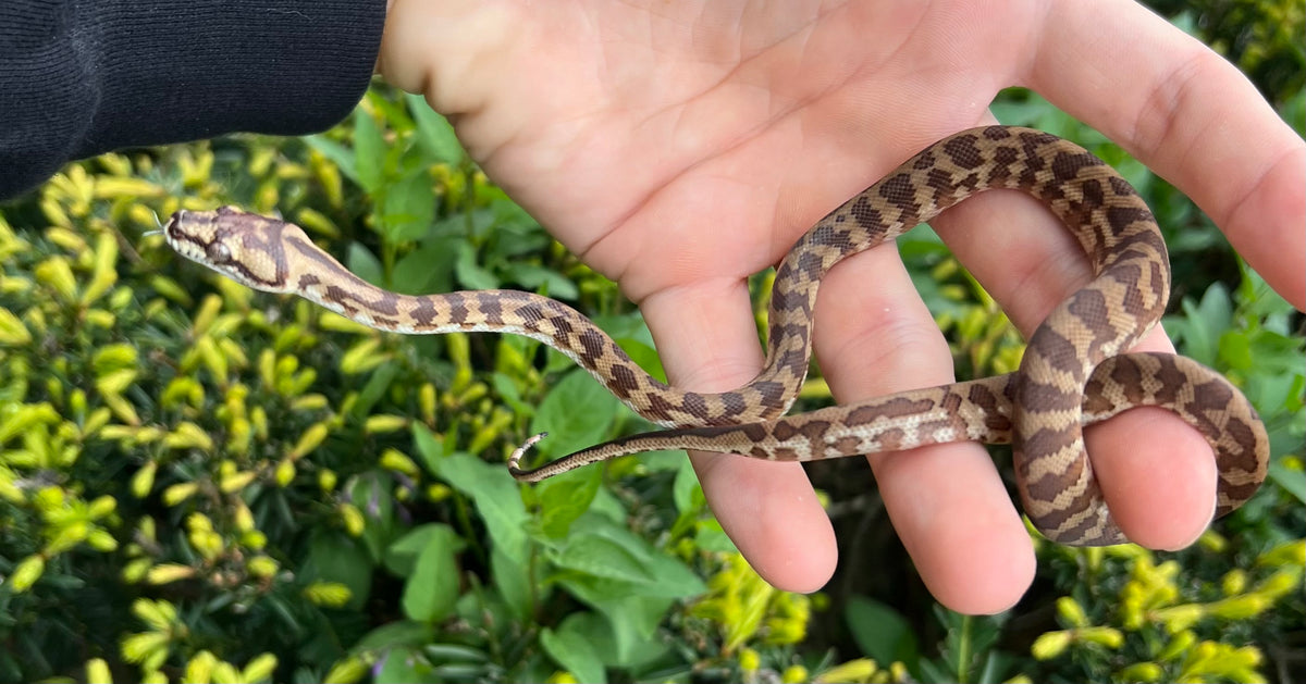 Baby New Guinea Carpet Python (Female) – Scales and Tails of Ohio
