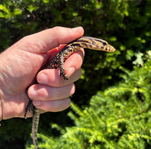 Load image into Gallery viewer, Baby Sulawesi Water Monitor (6)
