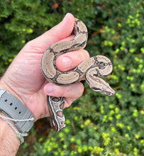 Load image into Gallery viewer, Baby Stripe-Tailed Columbian Red-Tailed Boa Constrictor (Female 1)