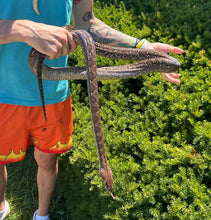 Load image into Gallery viewer, 43% Kalatoa/7% Jampea Dwarf Reticulated Python (Female)