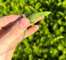 Load image into Gallery viewer, Juvenile Allison’s Anole