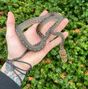 Small Merauke Scrub Python (Male 2)