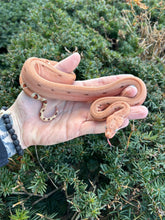 Load image into Gallery viewer, Baby Hypo Scoria het Sharp Albino Columbian Red-Tailed Boa Constrictor (Male)