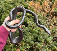 Load image into Gallery viewer, Adult Black Jansen’s Ratsnake