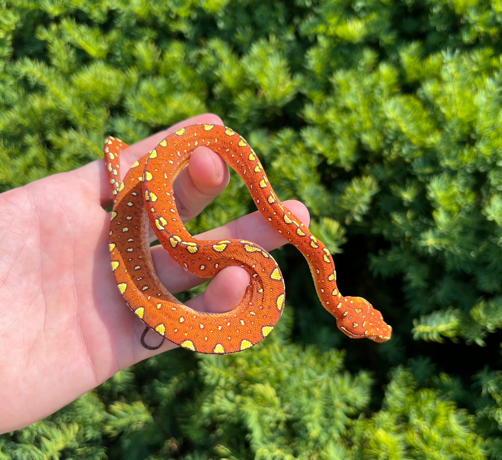 Green Tree Pythons – Scales and Tails of Ohio