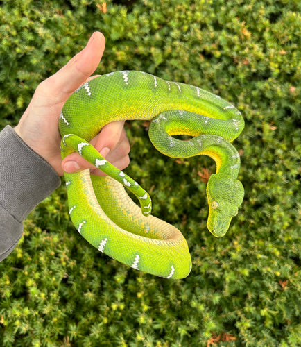 Adult Emerald Tree Boa (Female 1)