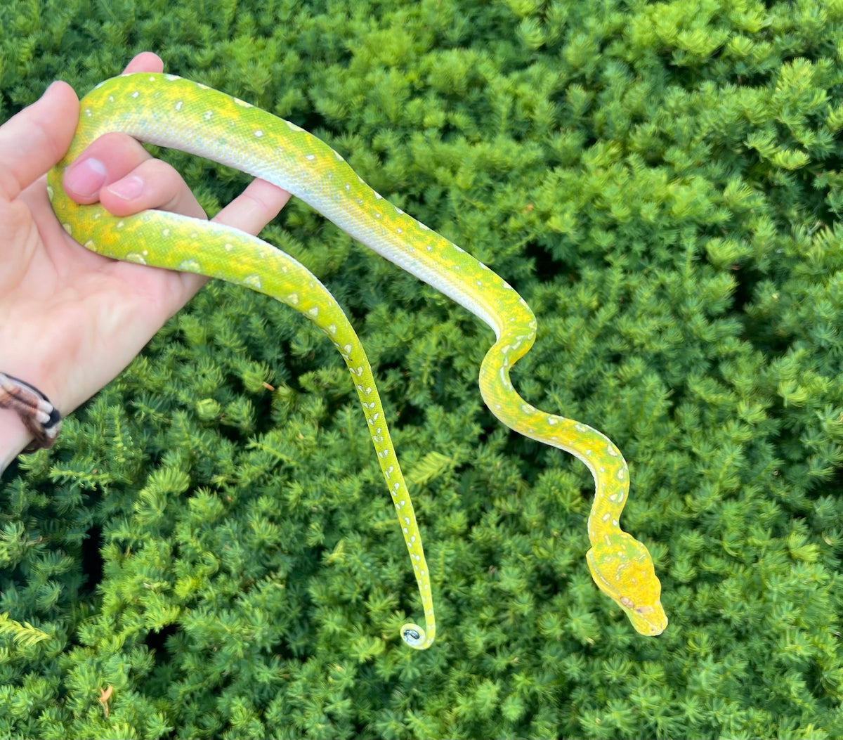 Sub-Adult Biak Green Tree Python (6-Male) – Scales and Tails of Ohio