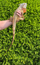 Load image into Gallery viewer, Sub-Adult Red Iguana (Male)