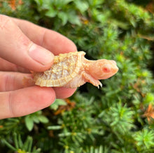 Load image into Gallery viewer, Baby Albino Snapping Turtle