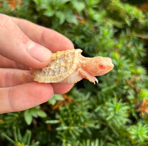 Baby Albino Snapping Turtle