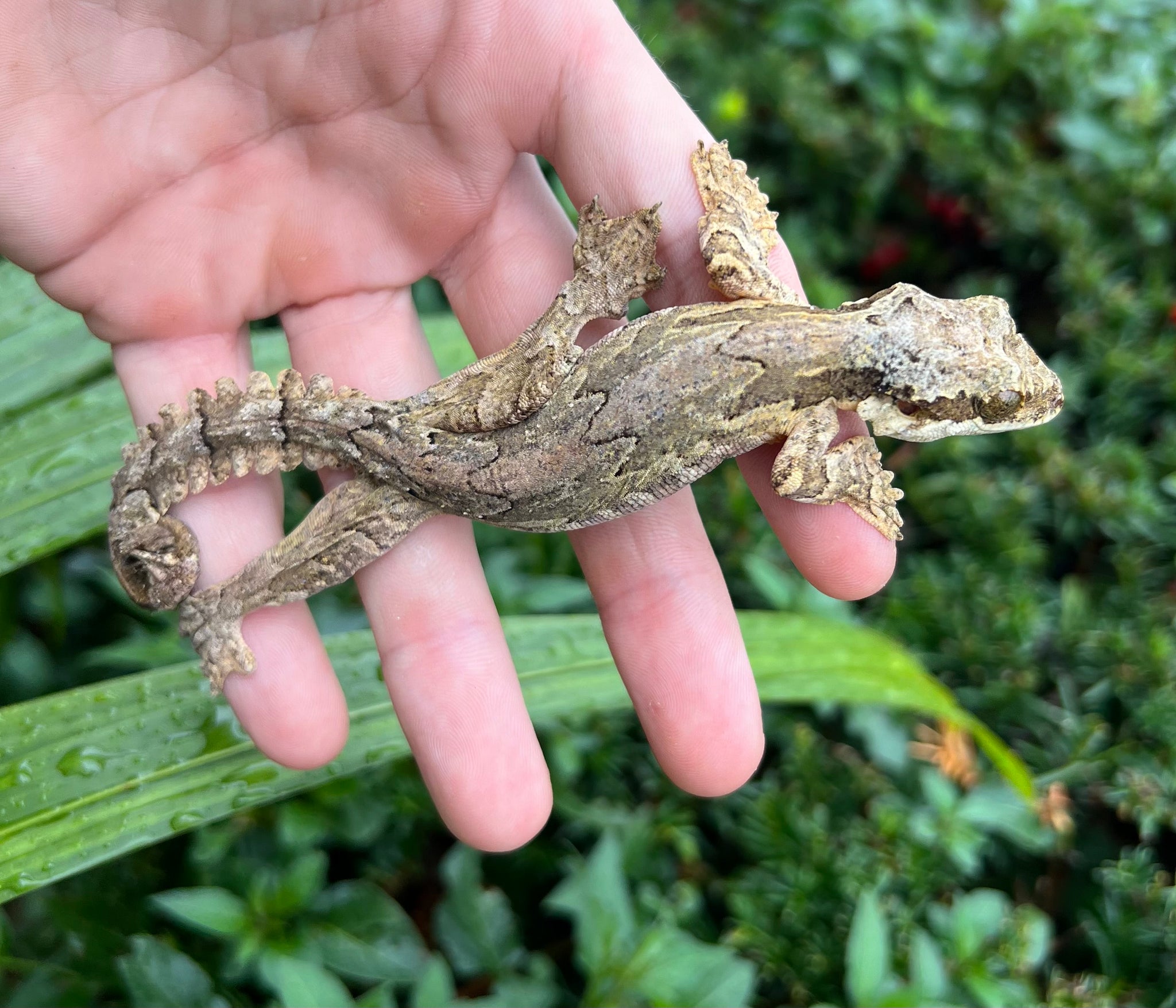 Flying Geck Adult Malaysian Flying Gecko – Scales and Tails of Ohio