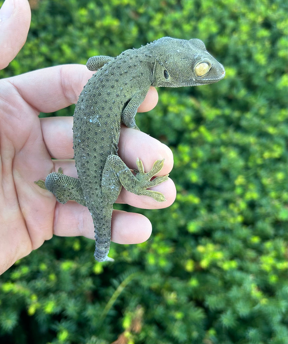 Adult ‘Patternless’ Tokay Gecko (Female 1) Scales and Tails of Ohio