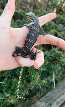 Load image into Gallery viewer, Baby Asian Water Monitor