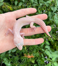Load image into Gallery viewer, Adult Leopard Gecko (Female 2)