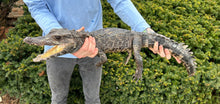 Load image into Gallery viewer, Juvenile Smooth Front Caiman