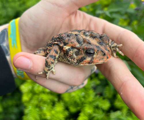 Small Southern Toad