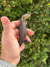 Load image into Gallery viewer, Baby Sulawesi Water Monitor (2)