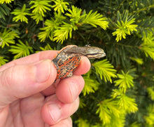 Load image into Gallery viewer, Baby Geoffroys Sideneck Turtle
