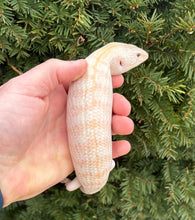 Load image into Gallery viewer, Juvenile Ivory Northern Blue Tongue Skink (1)