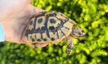 Load image into Gallery viewer, 4”-5” Greek Tortoise (1)